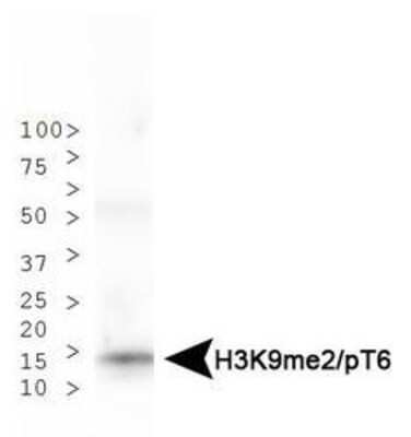 Western Blot: Histone H3 [p Thr6, Dimethyl Lys9] Antibody [NB21-1053]